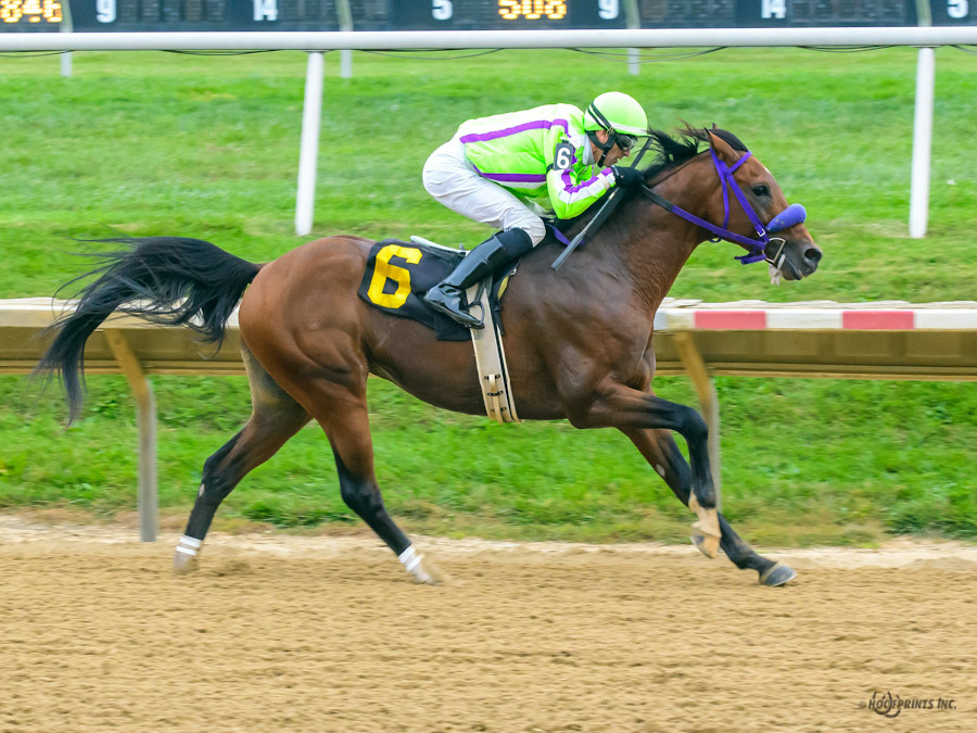 Cre Run Arabian racing champion  Thess Is Awesome